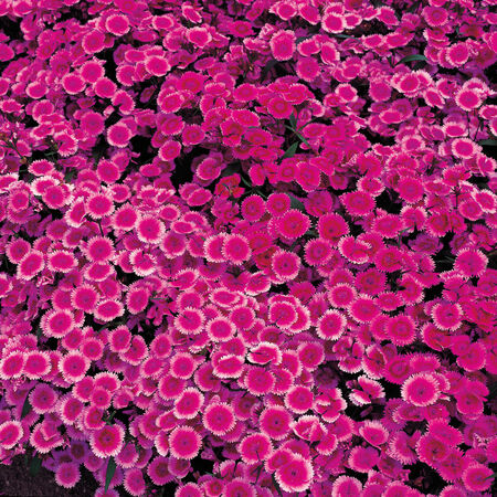 Purple Picotee Diamond, Dianthus - Packet image number null